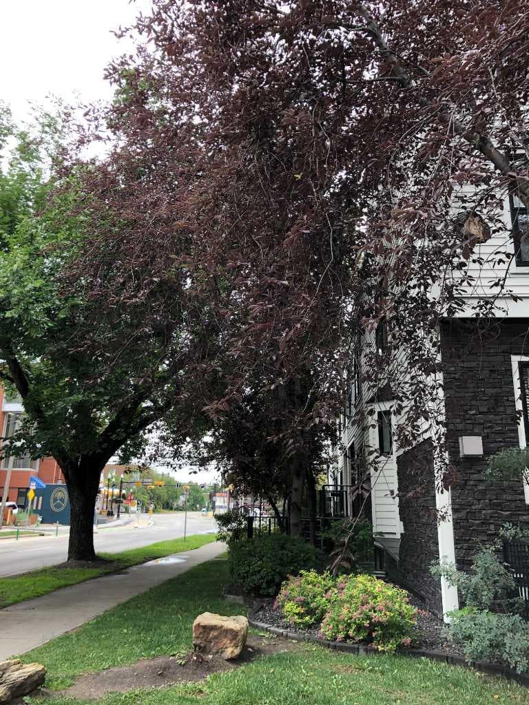 1, 601 15 Avenue SW — photo 4