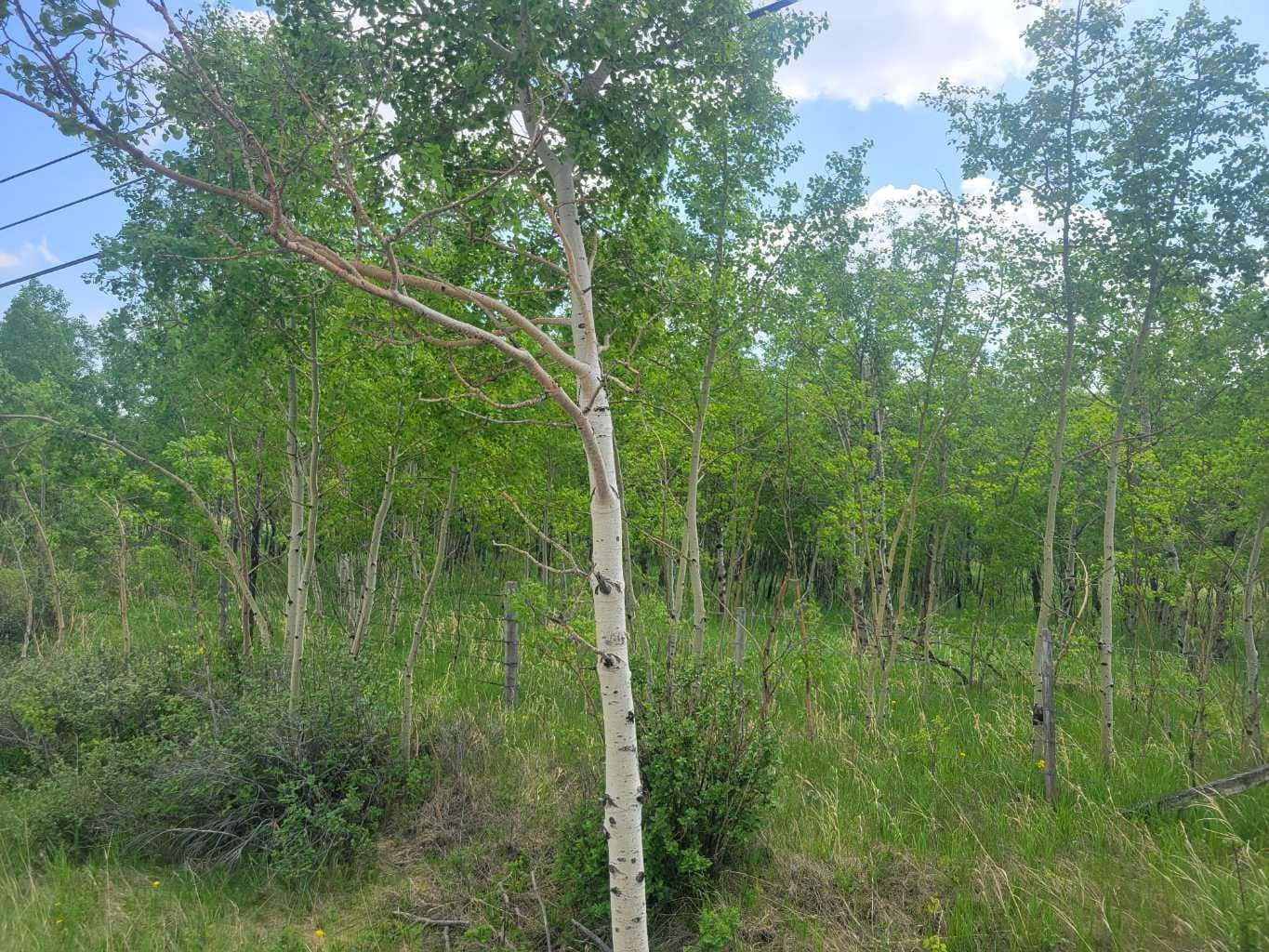24166 Old Banff Coach Road — photo 4