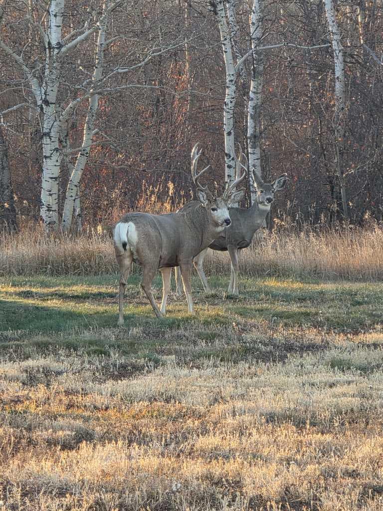 Hwy 783 Rural Foothills County — photo 3